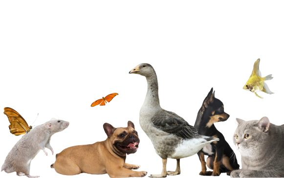 cute-animals